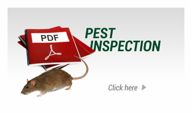Photo: Pest Inspection Sample Report